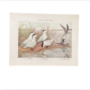 🖤5/$25 Antique Ornithological Bird Print Original